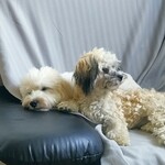 Fotó Mátyás galériájából